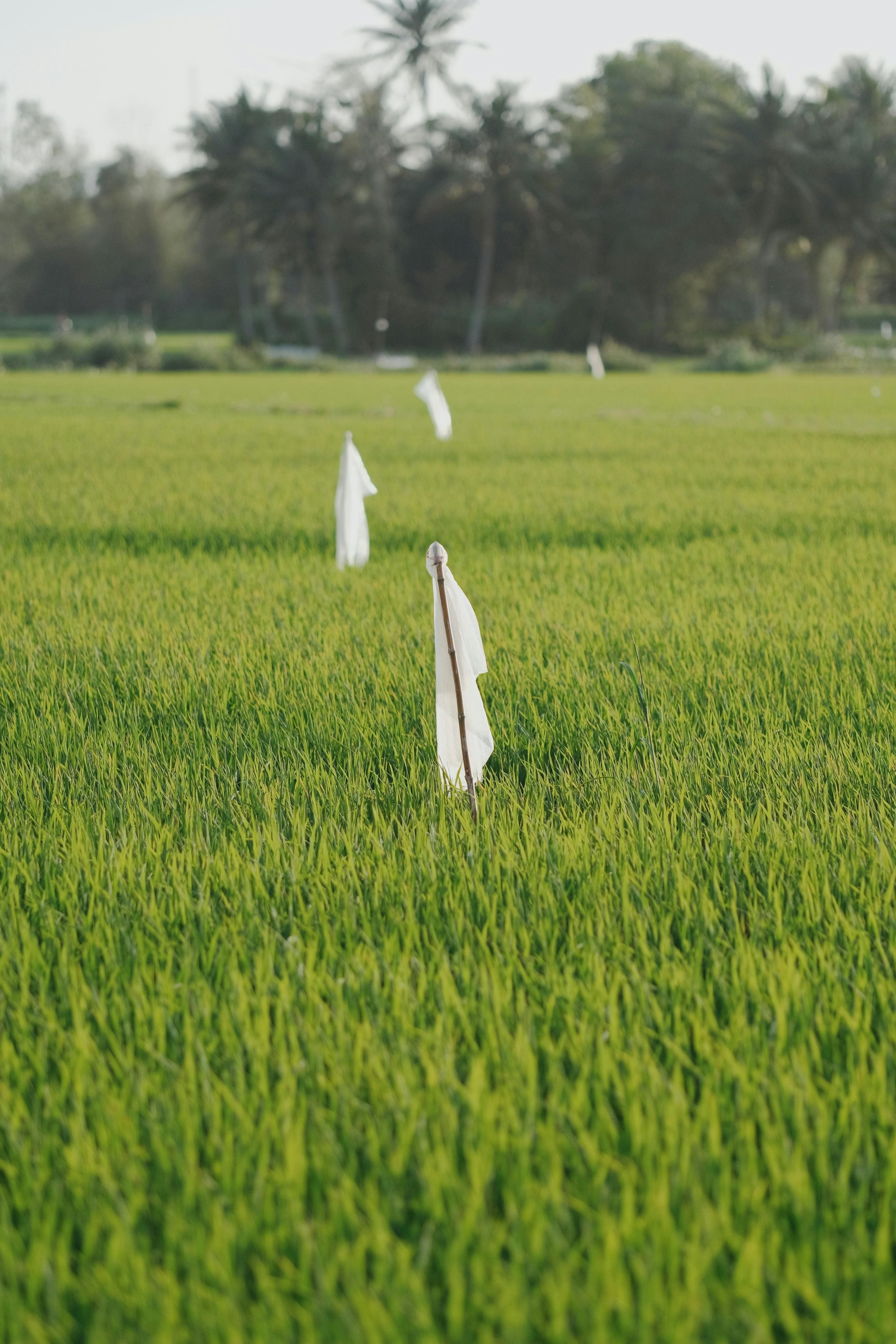 Field mediators